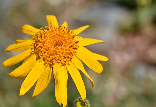Arnica